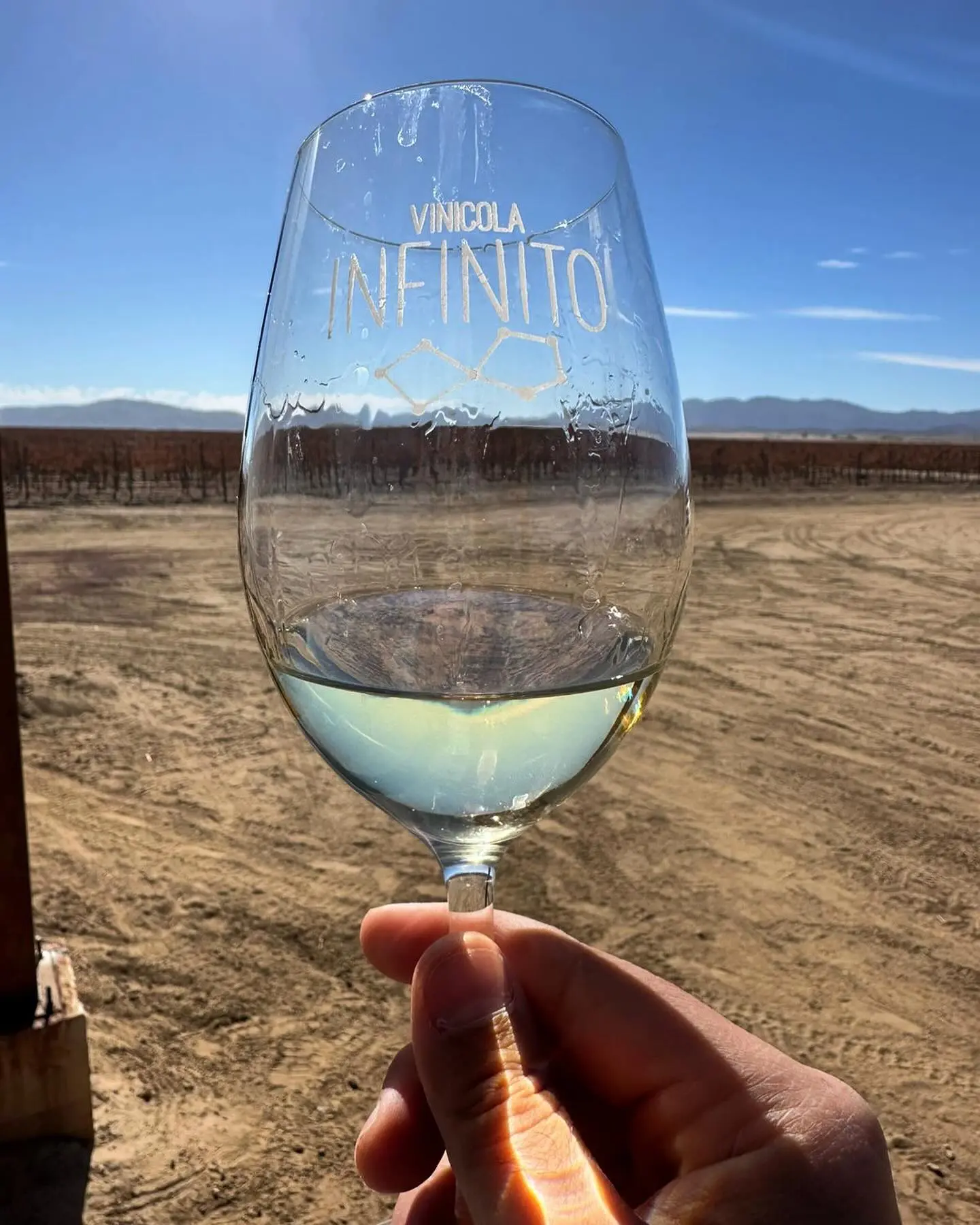 Copa grabada con el logotipo de Vinícola Infinito sostenida frente a las hileras del viñedo