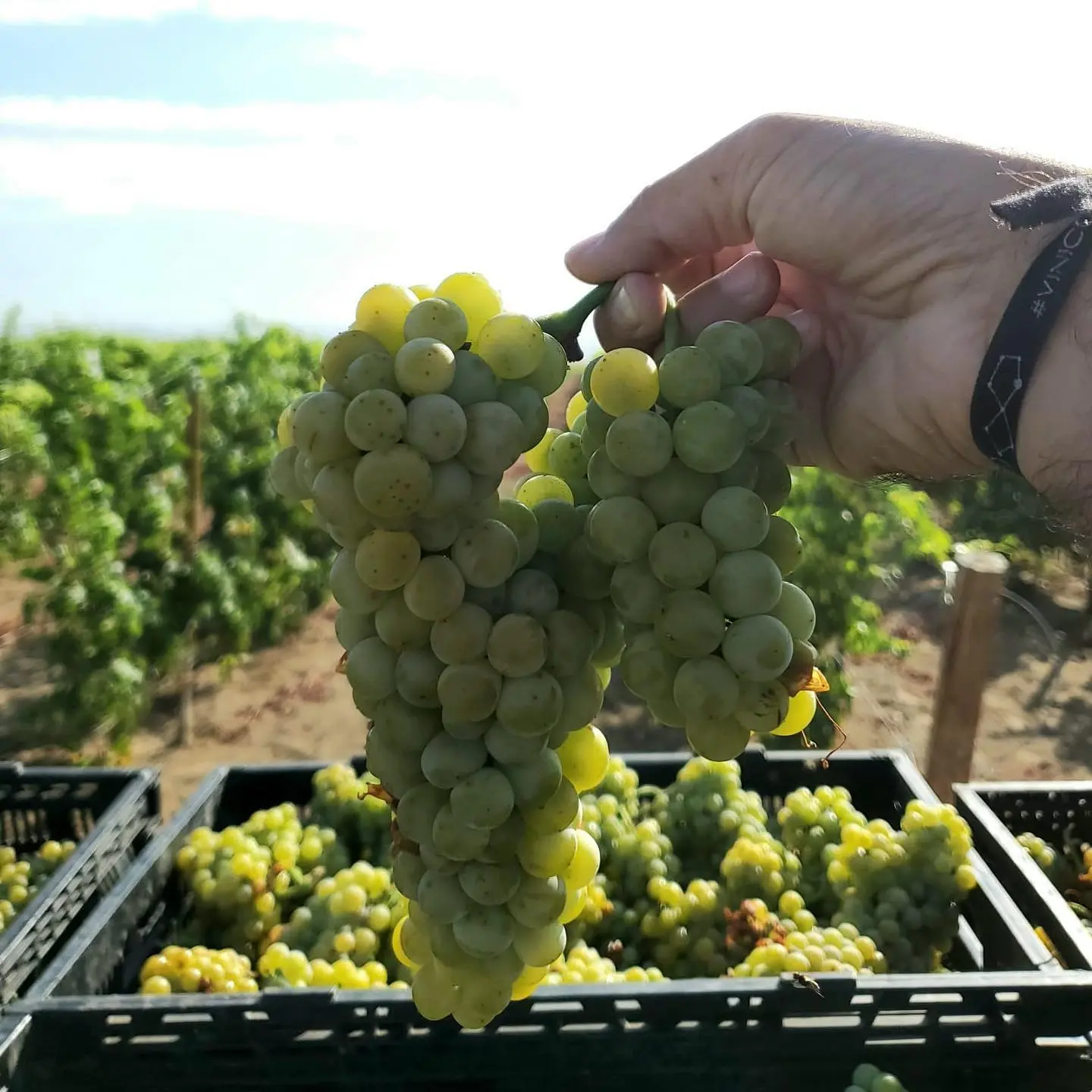Racimos de uva blanca sobre las cajas de la vendimia en el Valle de Ojos Negros